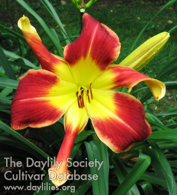 Daylily Passion with a Twist